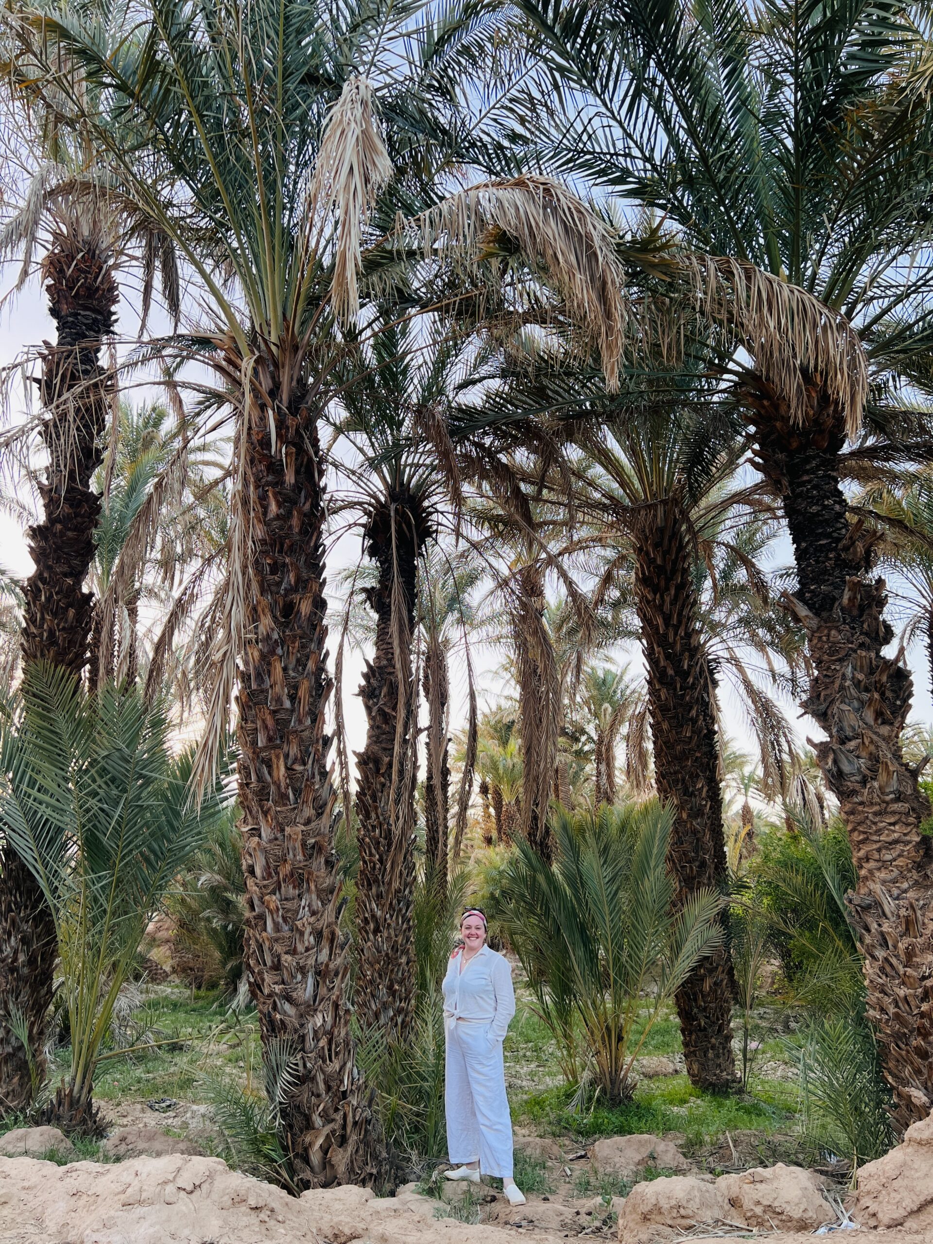 date palm trees in the Draa Valley of Morocco